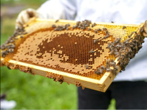 Beekeeping_Basics_and_Honey_at_No_9_Gardens_Facebook_page.jpeg