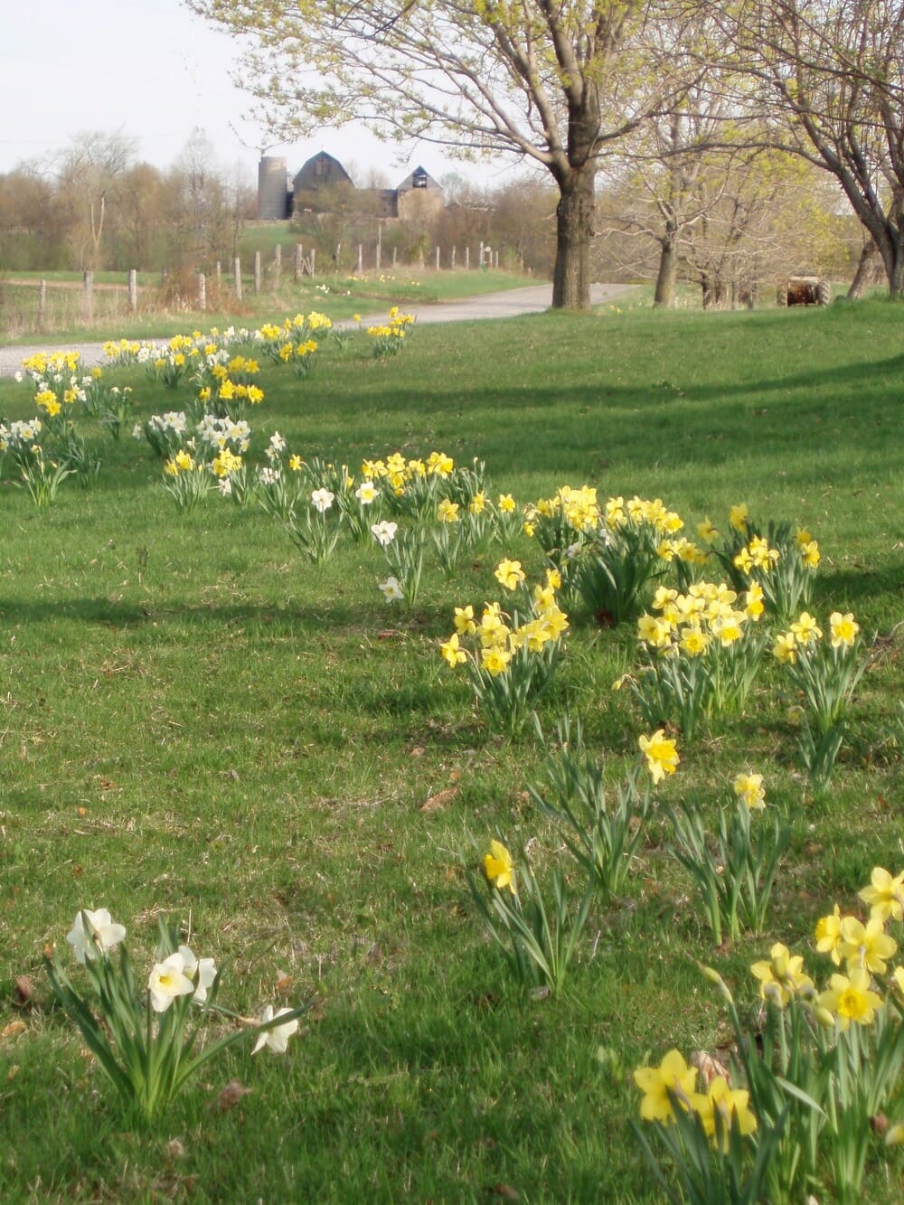 Daffodils freeland barn