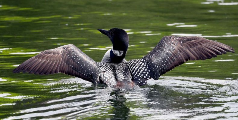 Loon, Rideau Canal