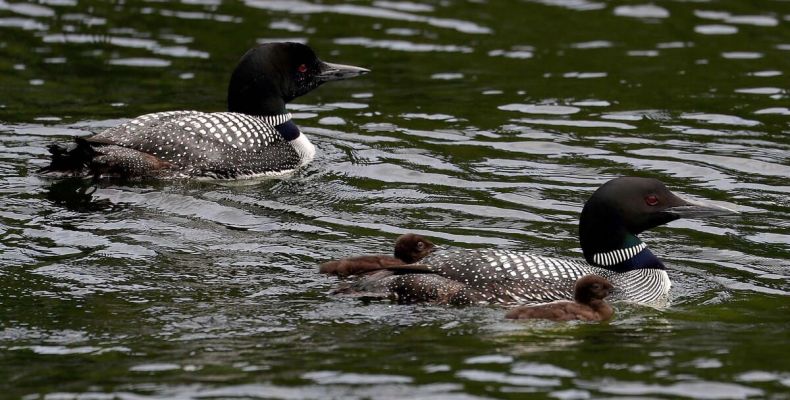 Loon Family, Rideau Canal