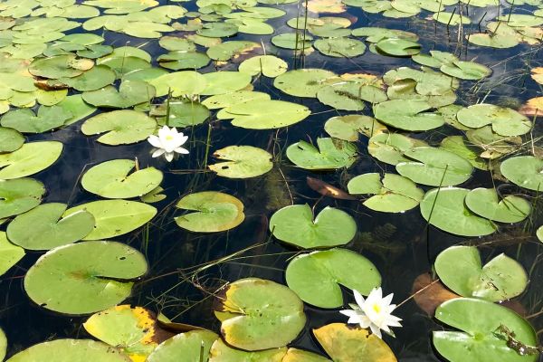 lilies-lake-opinicon-5743-tdg1D09C6E1-2E14-5659-94B1-CC6317D0F2B8.jpg