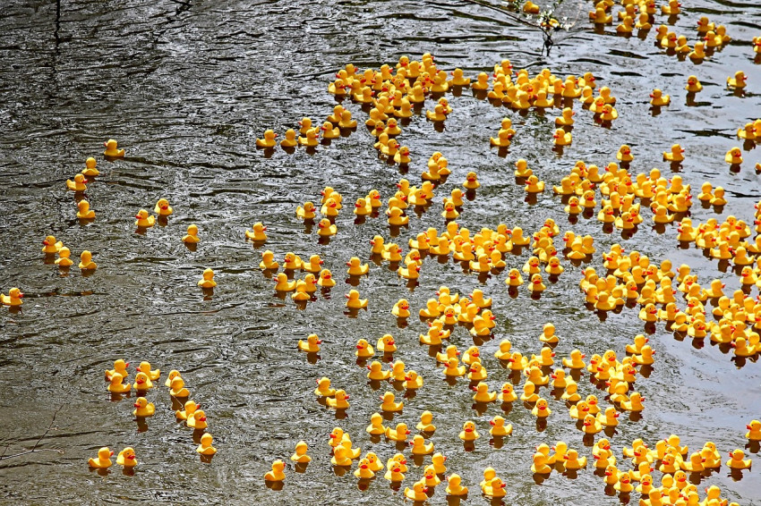 duck-meet-3322924_1280.jpg