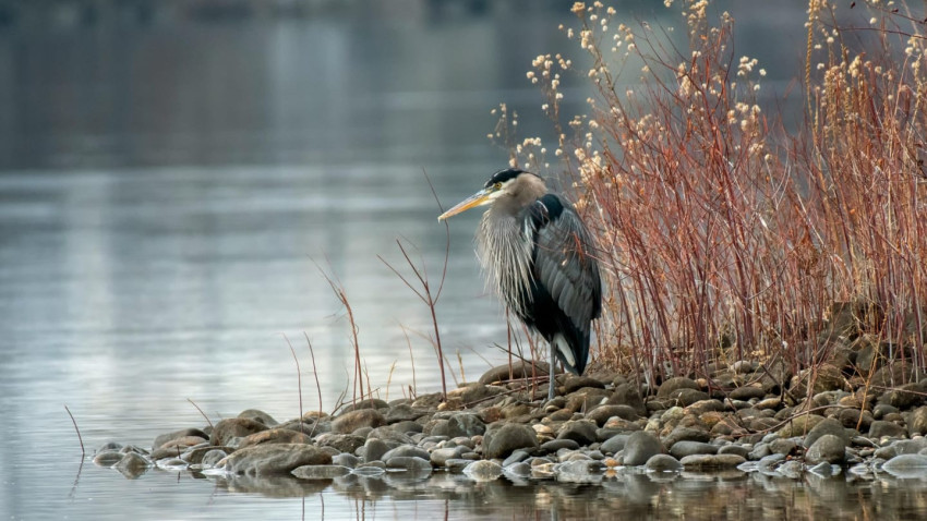 Great Blue Heron.jpg