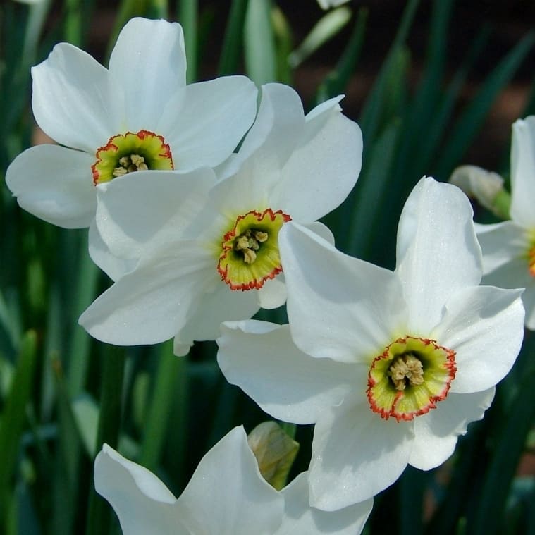 pheasant's eye