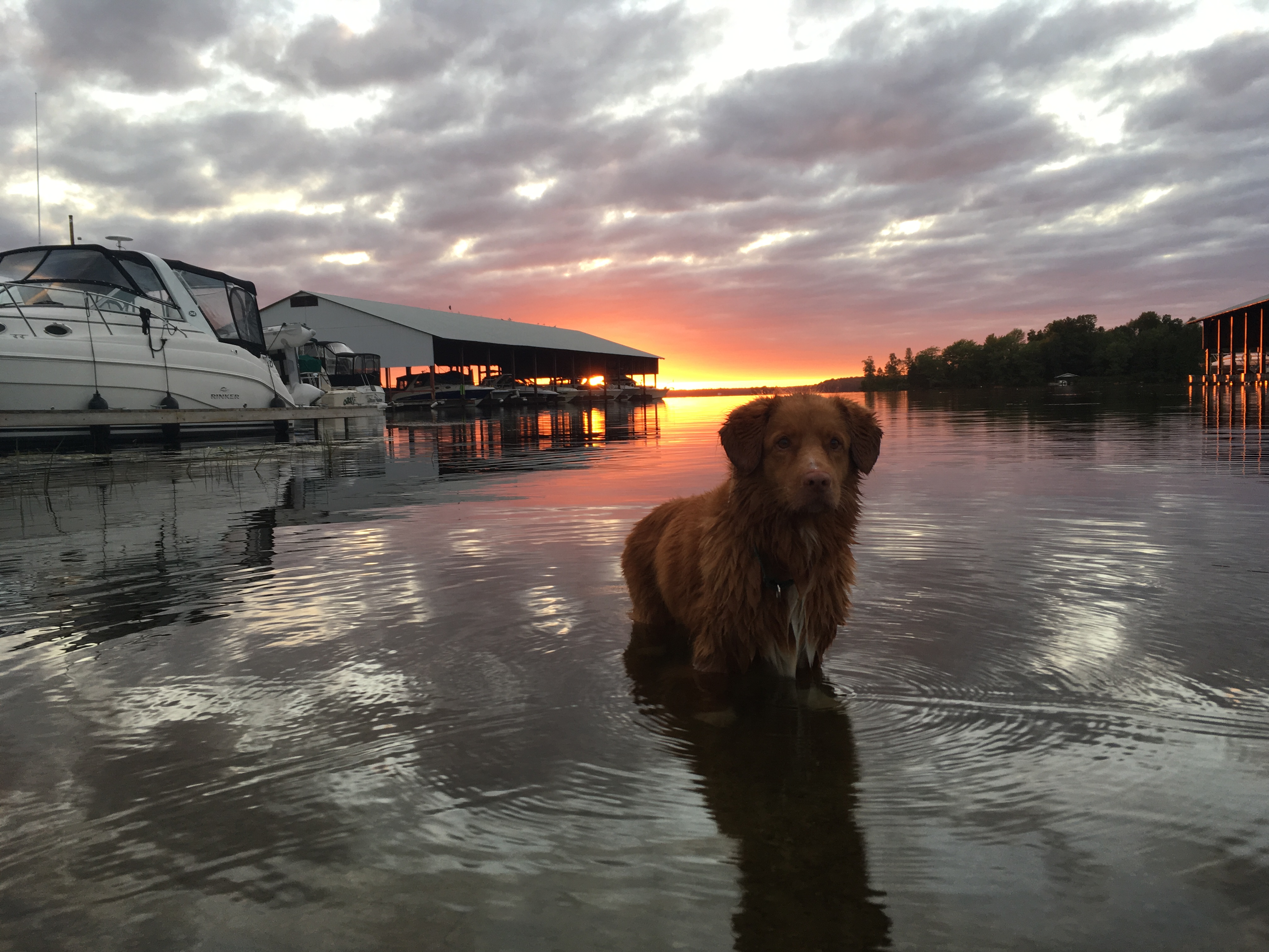 2 Bayview Harbour dog