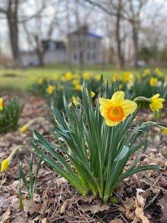 Daffodils at Stone Manor Studios in Newboro Spring 2022 credit Photo by Kim Lulashnyk Full Permissions 12 Vertical