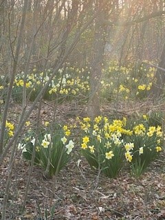 Daffodils at Stone Manor Studios in Newboro Spring 2022 credit Photo by Kim Lulashnyk Full Permissions 15 Vertical
