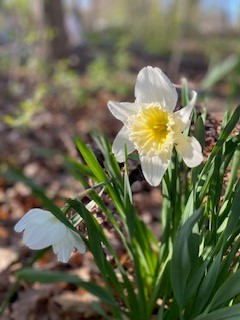 Daffodils at Stone Manor Studios in Newboro Spring 2022 credit Photo by Kim Lulashnyk Full Permissions 21 Vertical