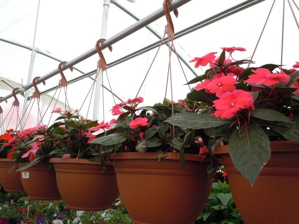 Hanging Basket Gradens Growers Flowers