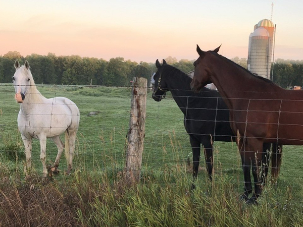 Summer Horses Agriculture Farm 61a Carol Campbell Morning Walk with Horses on Delta Rd Limited Permissions Permission to Township of Rideau Lakes Only
