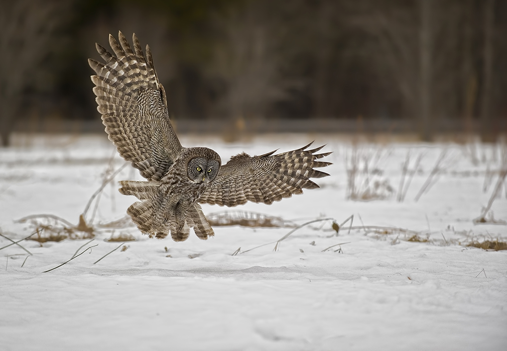 Winter Great Gray Owl sm Limited Permissions Permission to Township of Rideau Lakes Only
