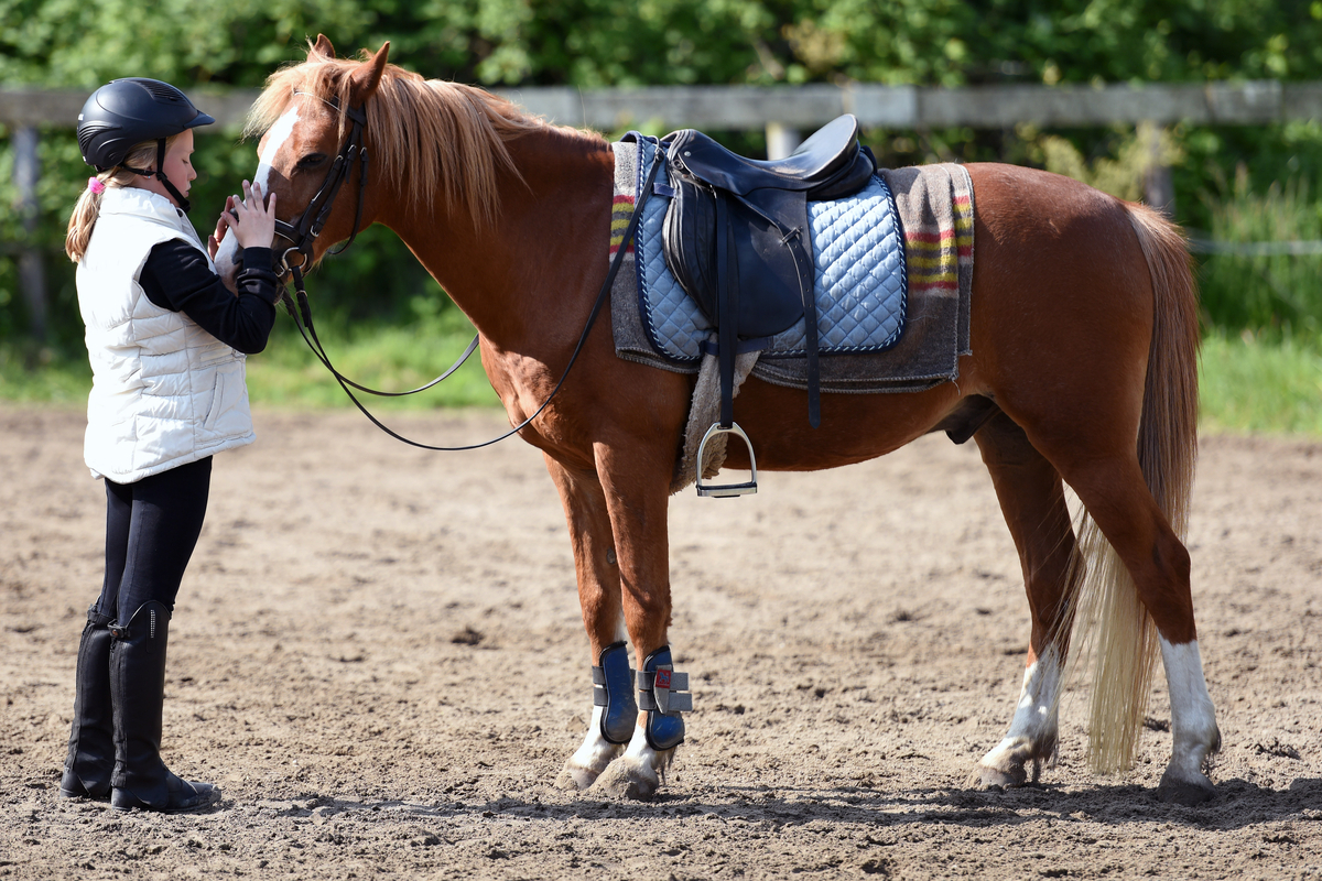 equinetherapy