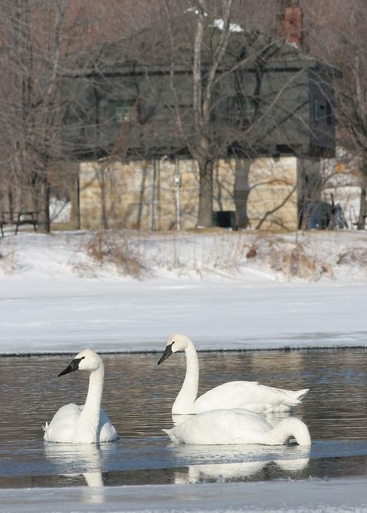 narrows lock swans