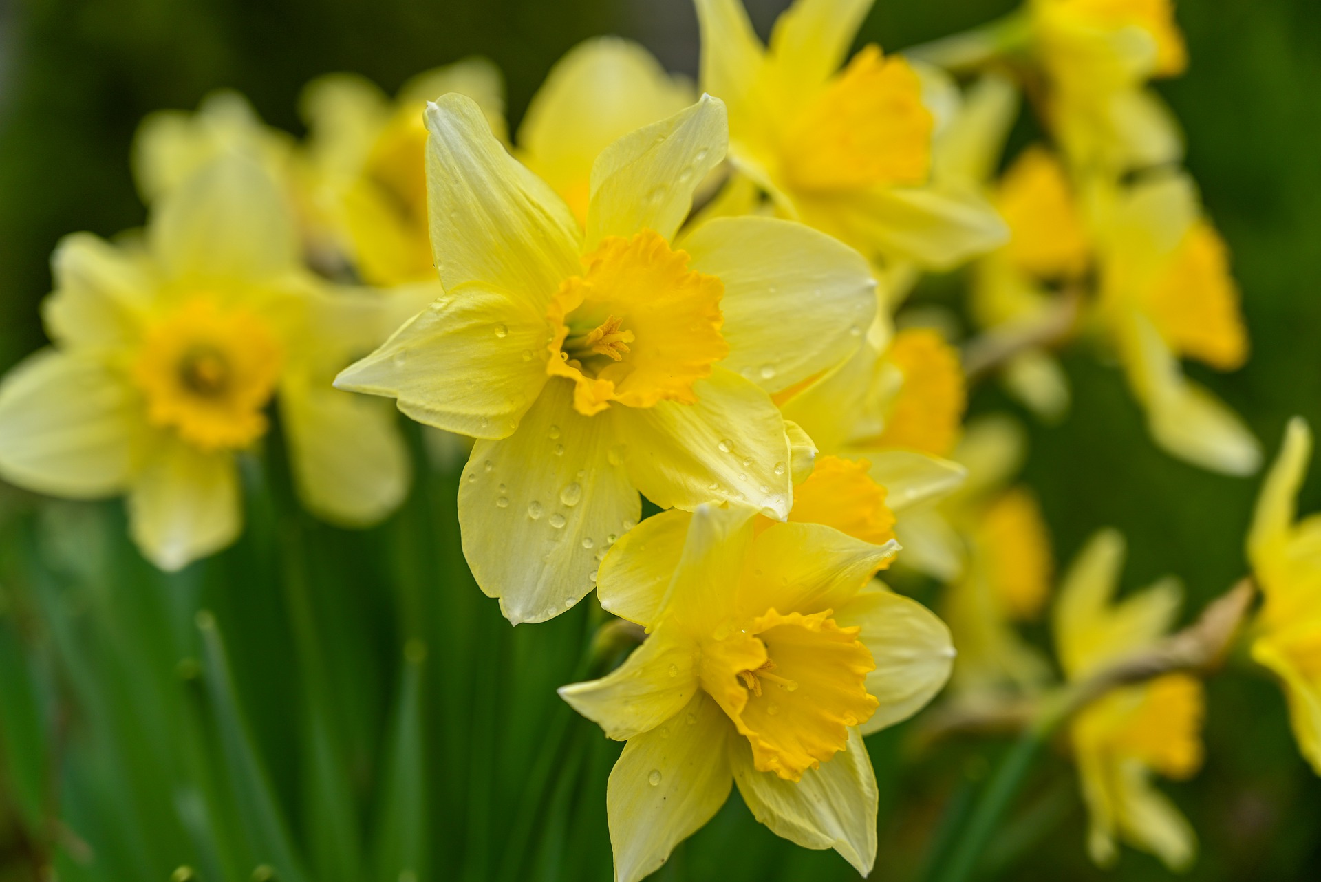 wild daffodils gafb7bfd67 1920