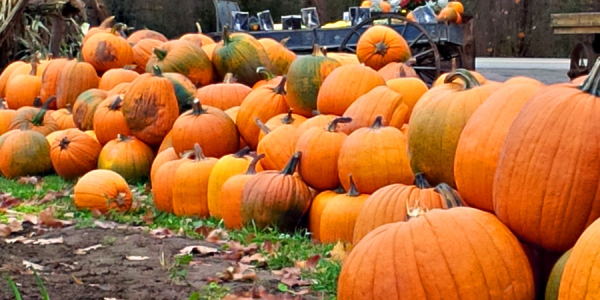 Local Pumpkins