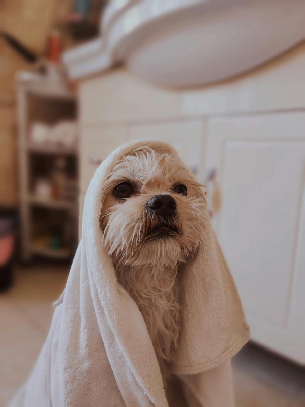 Enchanted Paw Pet Designs and Spa