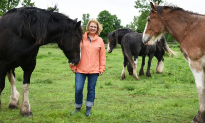 The Horse Effect offers gentle giant connection