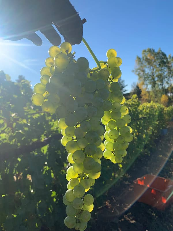 Scheuermann Vineyard and Winery