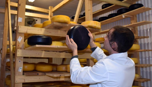 Bushgarden Farmstead Cheese in Elgin