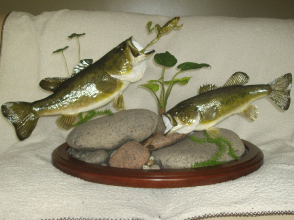 Bill Kendall Taxidermy